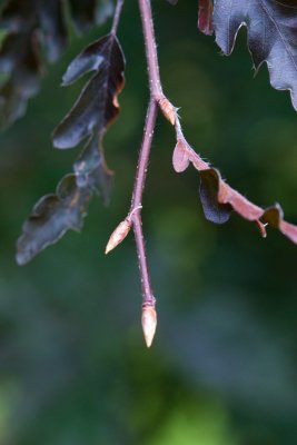 Fagus sylvatica 'Rohanii' - buk lesní - pupen